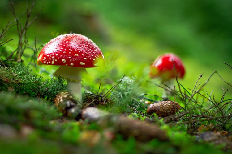 Red and White Mushrooms