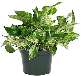 plant 6 plant 6
