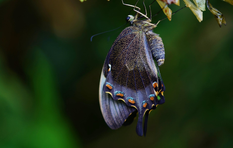 Blue and Black Swallowtail Butterfly Under Green Leaf