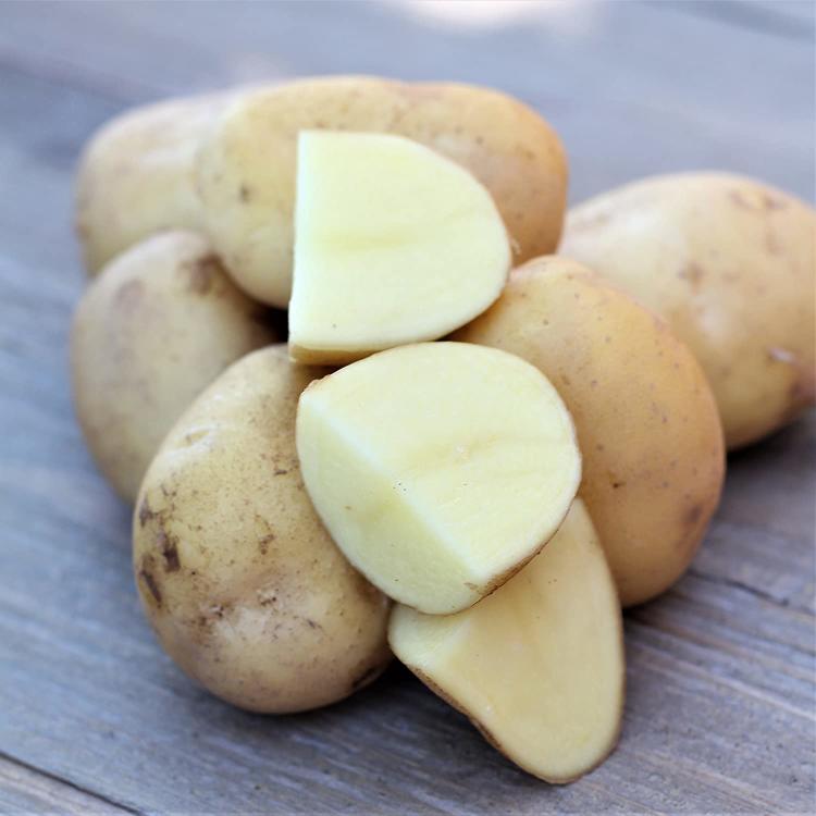 811FW55kdaL._SL1500_ 811FW55kdaL._SL1500_