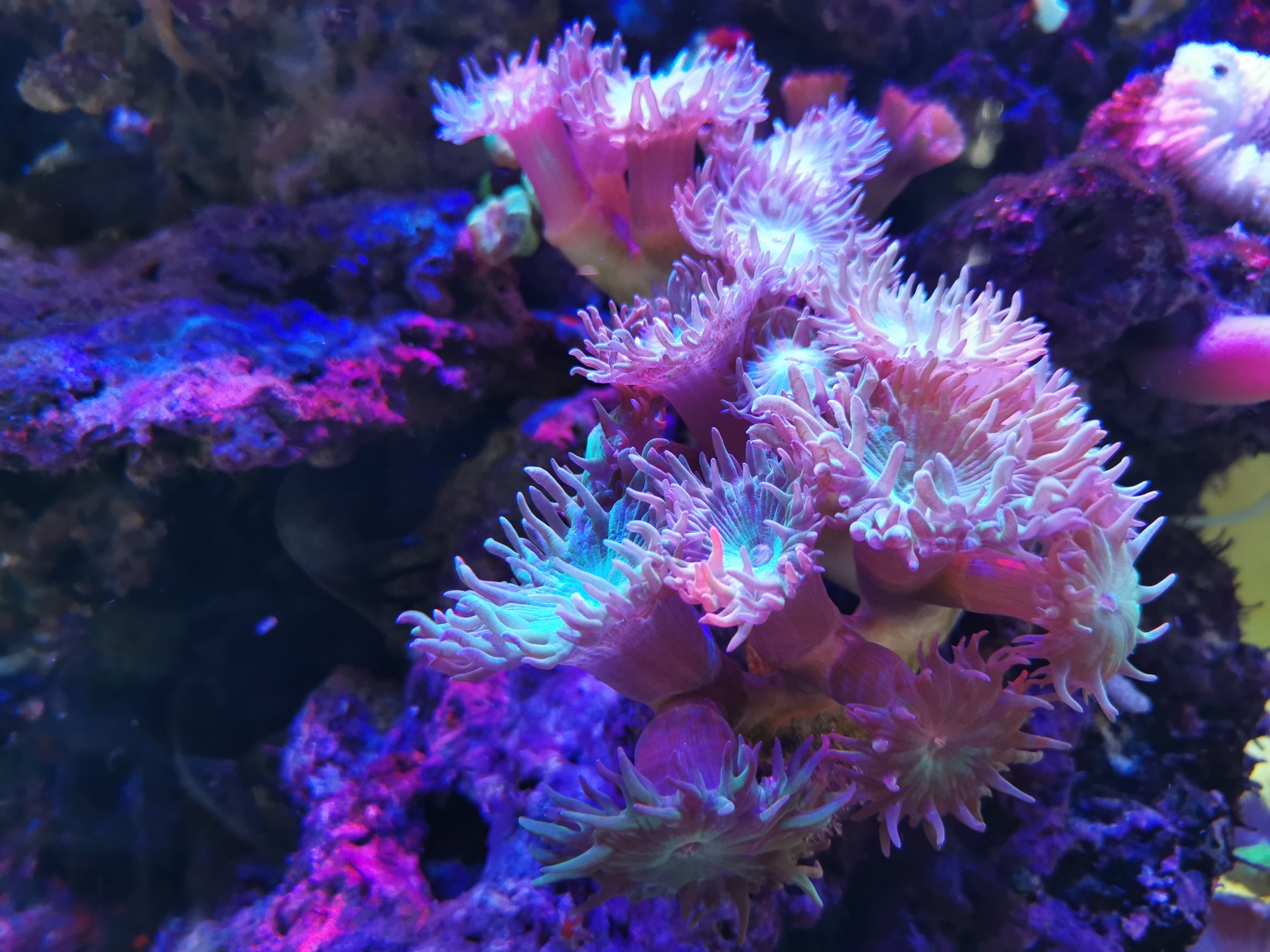 Pink Coral Reef