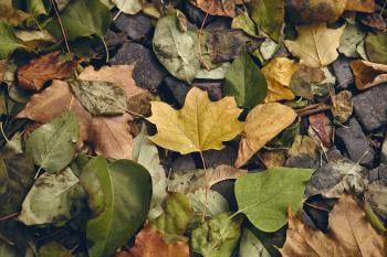 The Perfect Compost Ratio: Greens to Brown Balance