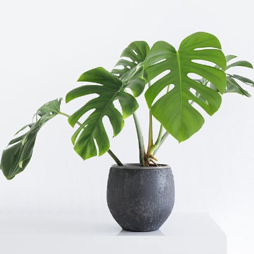 plant 5 plant