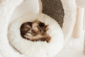 Incredible eco-friendly kitten beds: choose your ideal one!