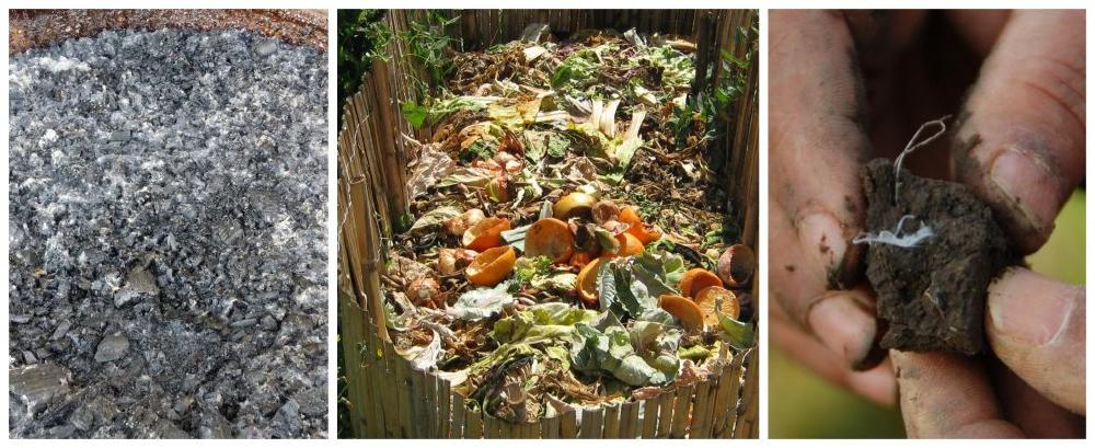 mushrooms growing in compost bin