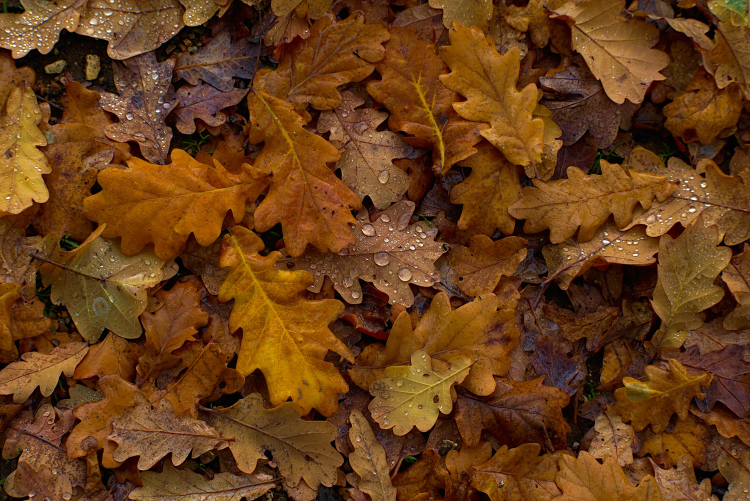 brown leaves wet brown leaves on soil