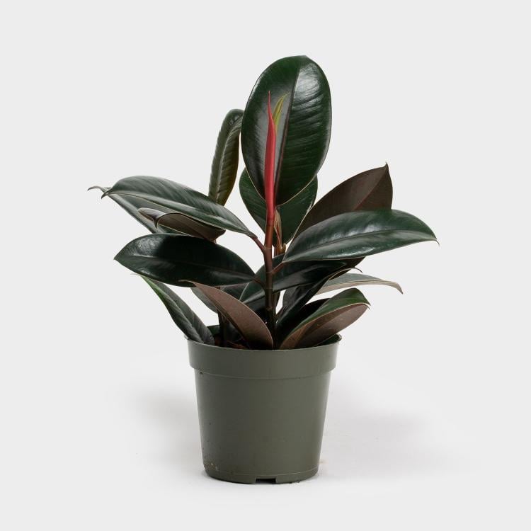 plant 3