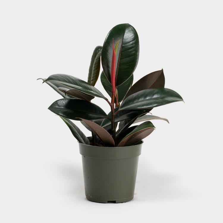 plant 3 plant 3