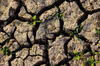 What can you do if your compost is too dry? Check these 4 tips!