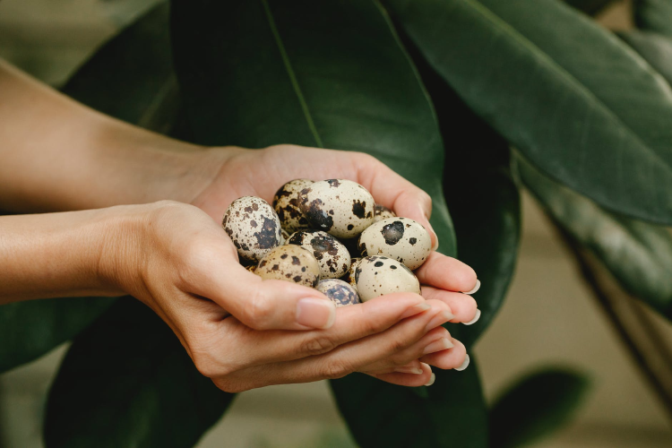 image woman with quail eggs in hand