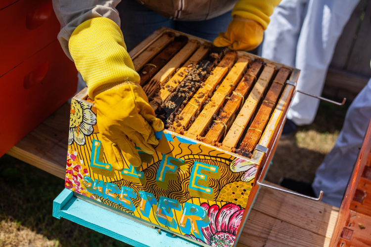 crate with bees man holding wooden crate with bees