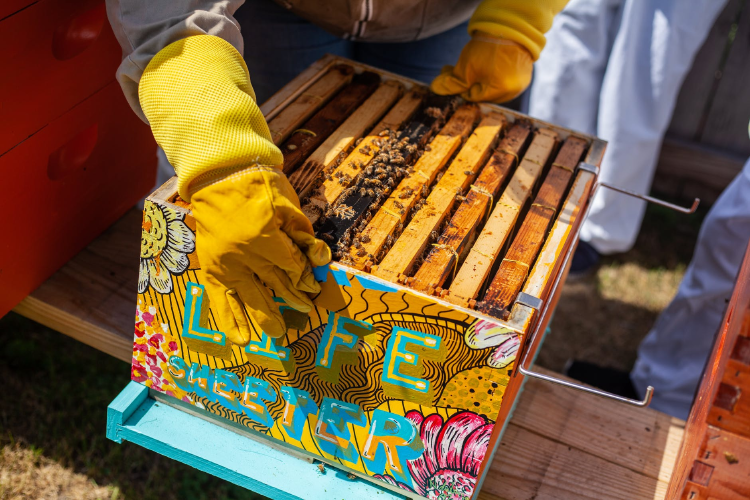 man holding wooden crate with bees