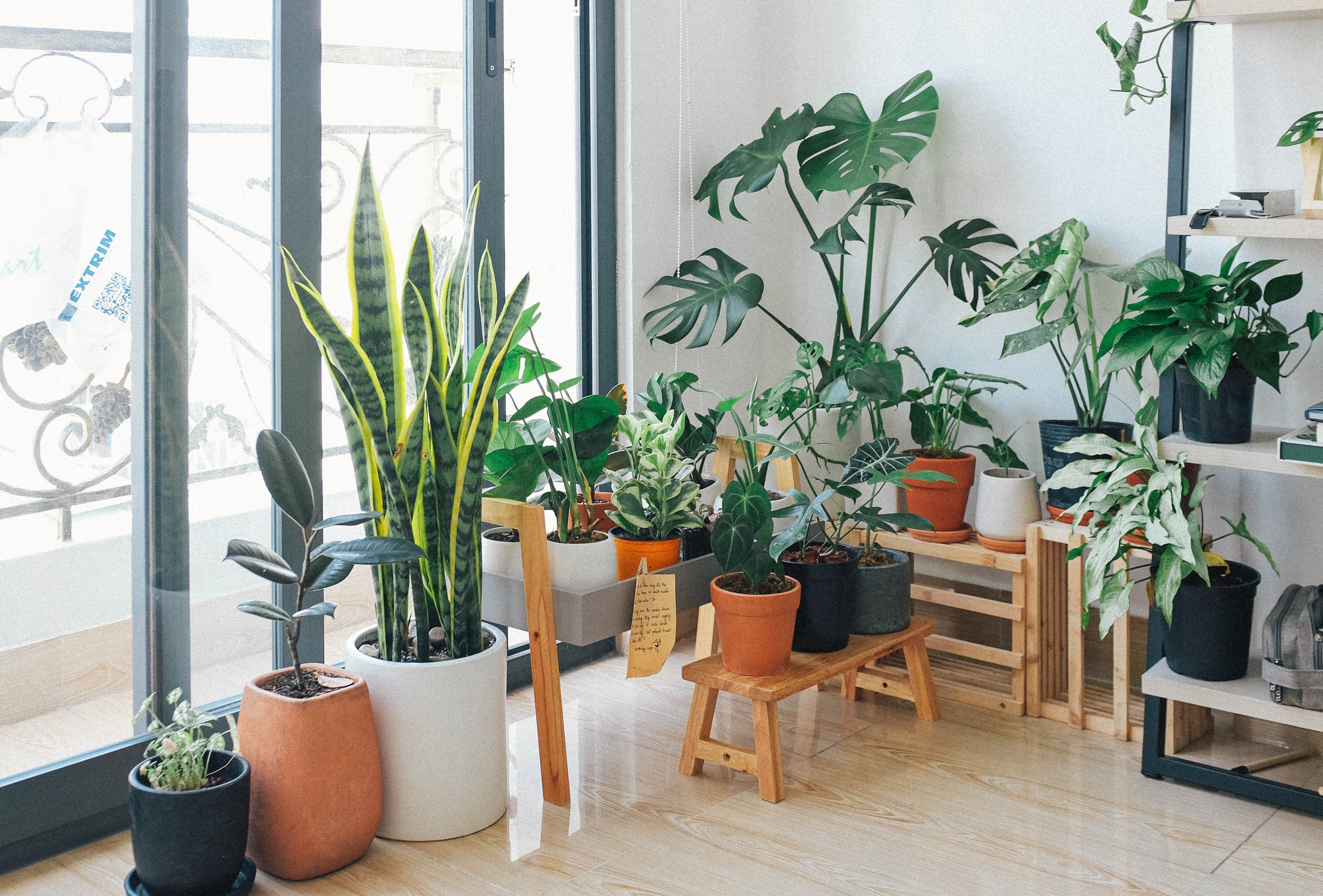 Indoor Plants for Home: The Benefits of Houseplants