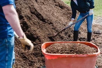 Manure vs Compost: is manure compost the best natural fertilizer for your soil? 