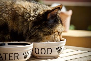 Can Cats Eat Chocolate? Best Organic Cat Food Alternatives