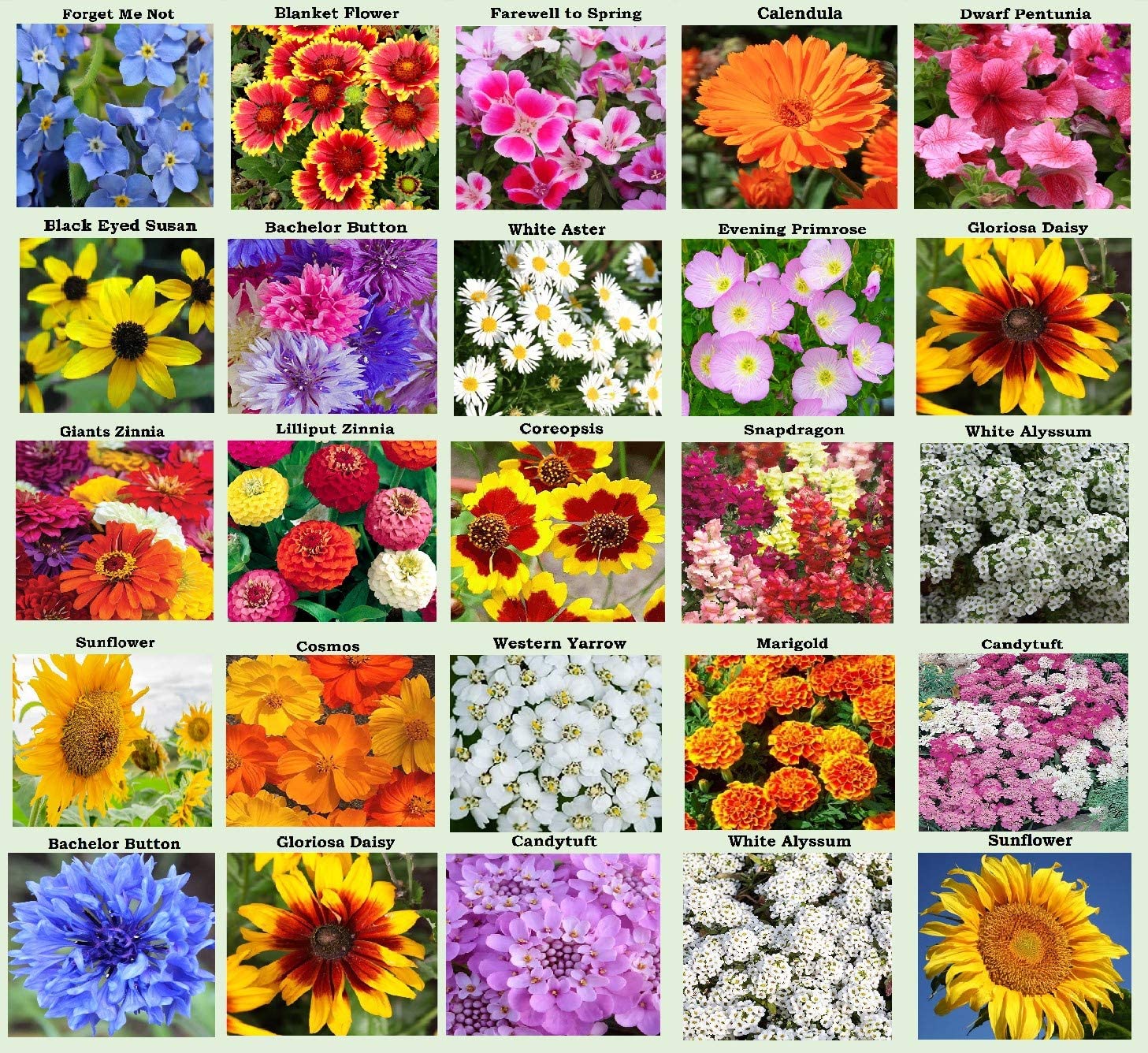 Flower Seeds: The Best Options for a Beautiful Garden | Sustainable ...