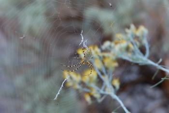 Garden: Yellow Spiders and Why to Keep them around 