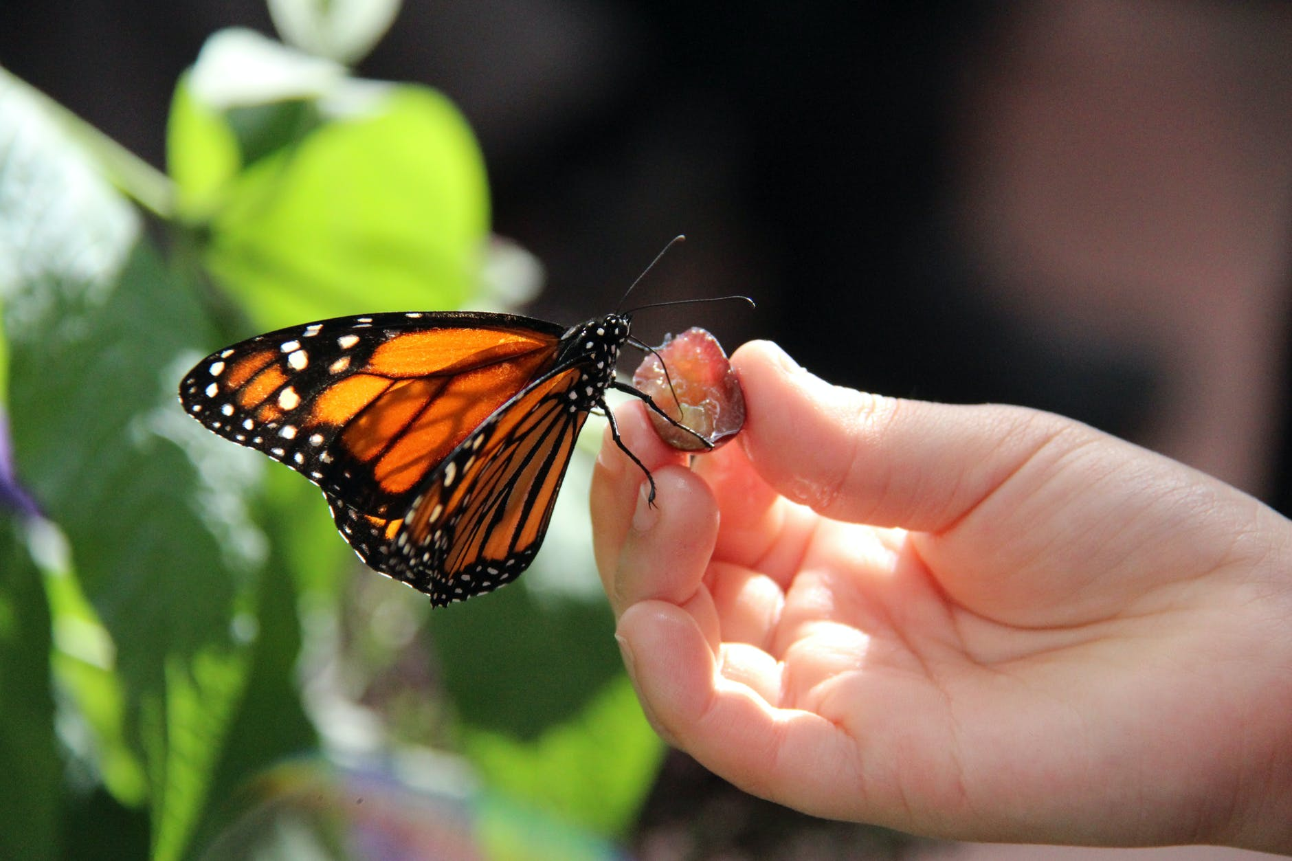 monarch butterfly on a woman\'s hand