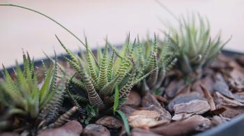 Mulch: Learn About it and How to Garden with Mulch!!