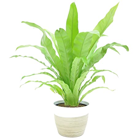 plant 9