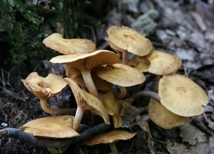 honey-mushrooms-57222_1920