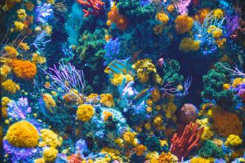 Why Coral Reefs are Dying: How Can we Prevent This?