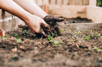 Person doing some gardening, hands covered in soil