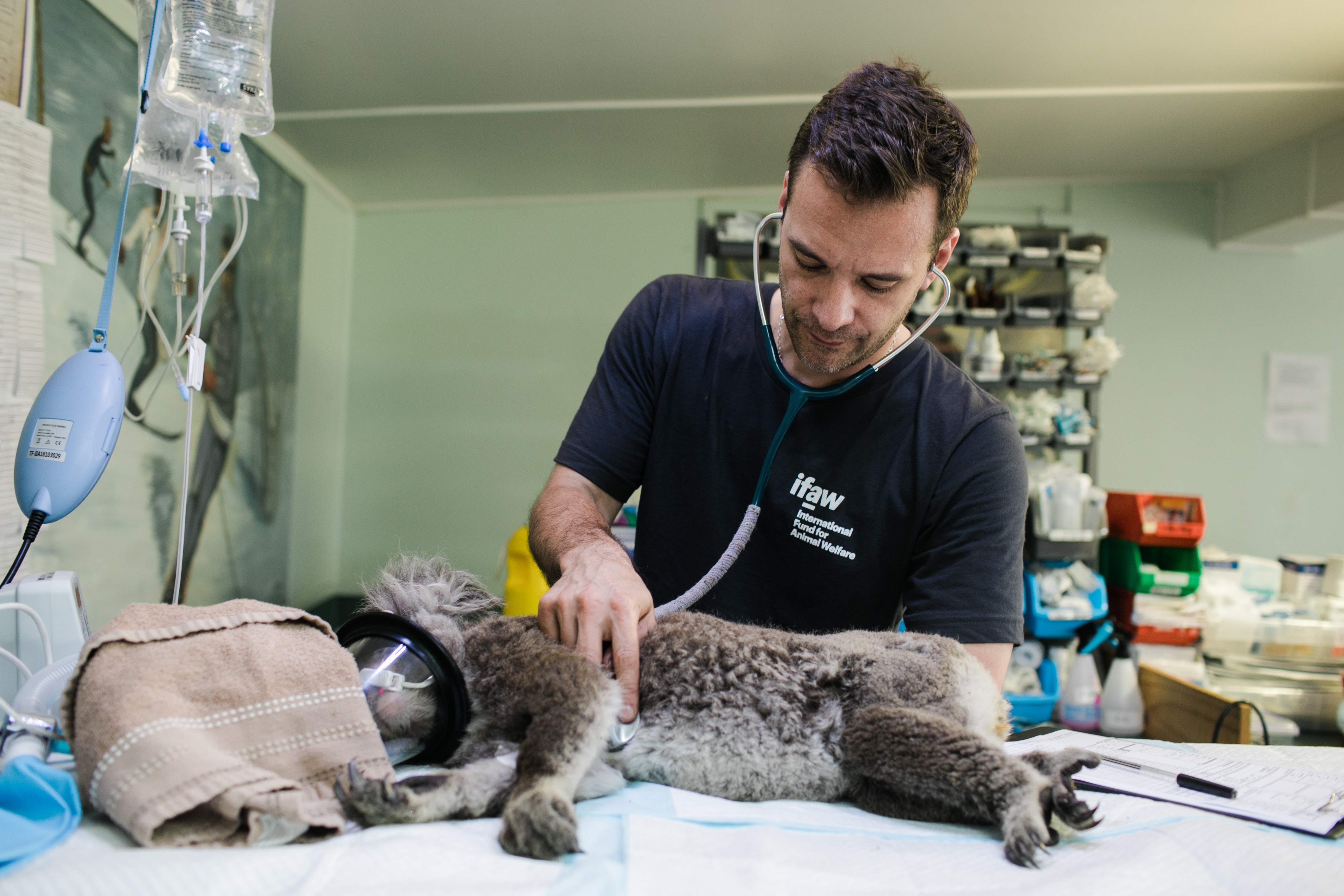 Volunteer aiding Koala