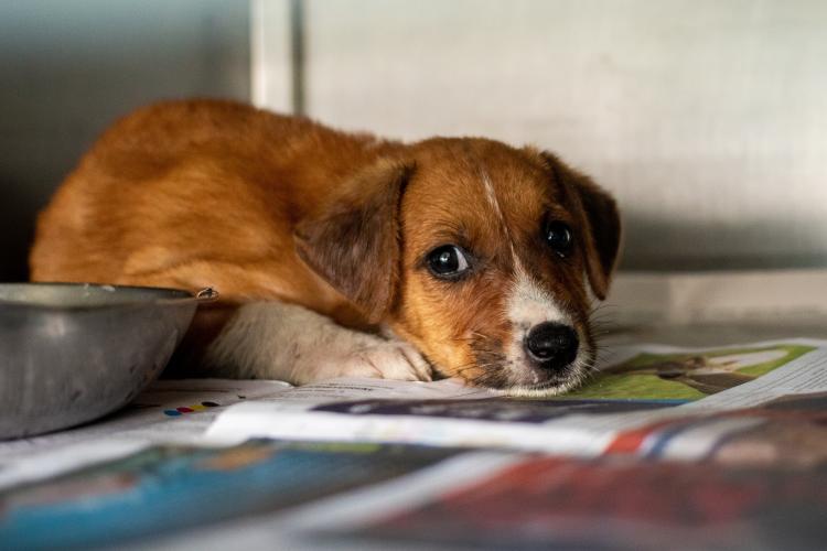 a puppy laying down