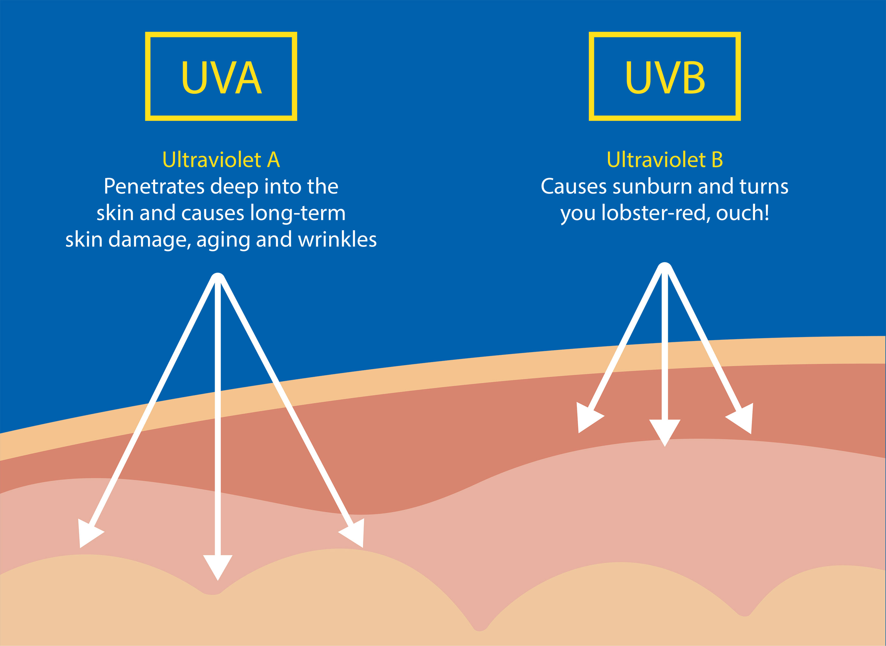 diagram of UVA and UVB sun rays and their skin effects