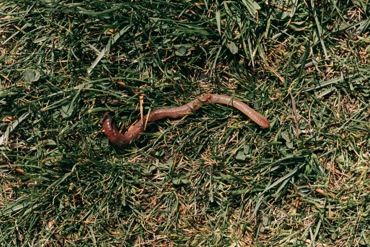 red earthworm red earthworm crawling on grass