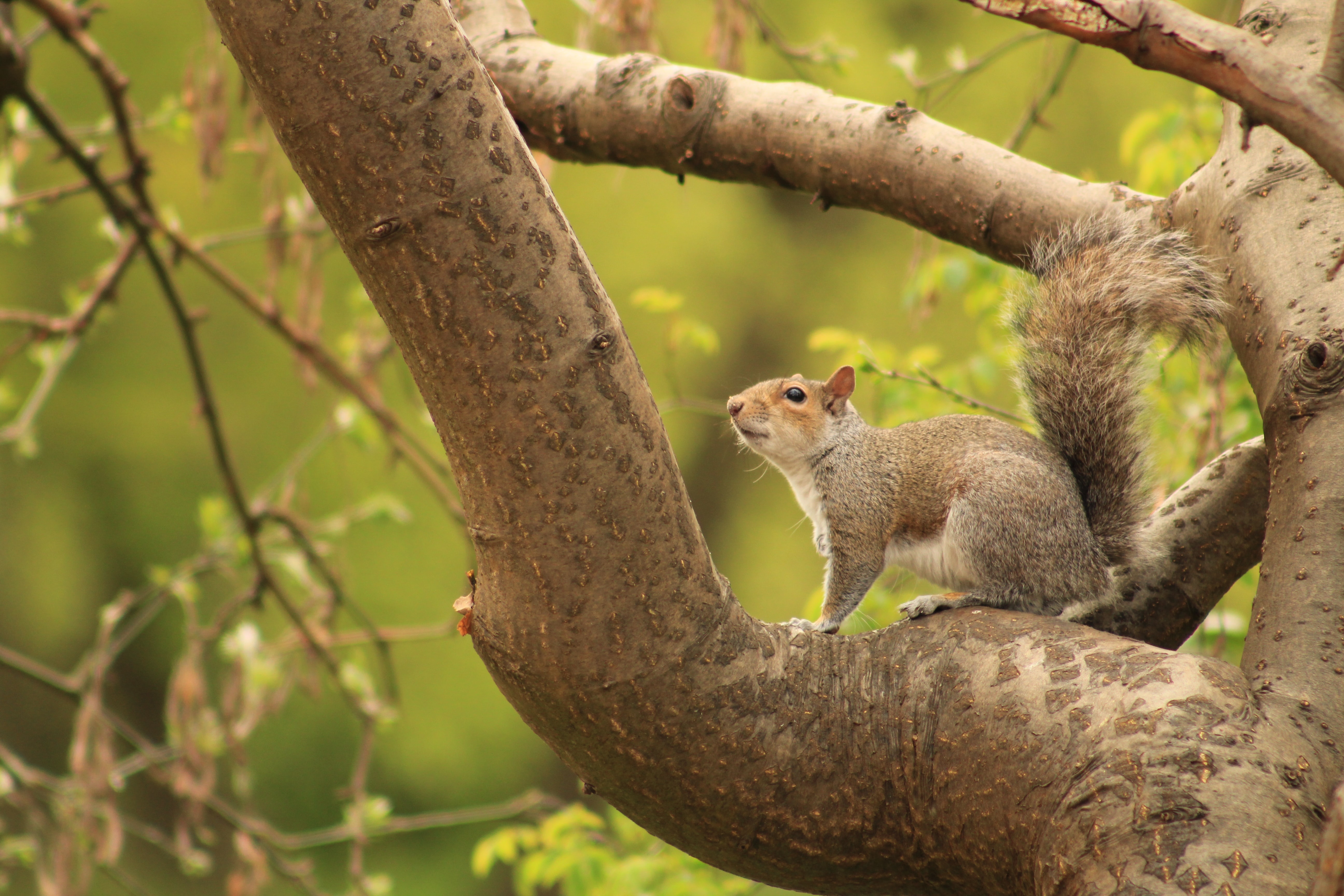 A squirell on a branch