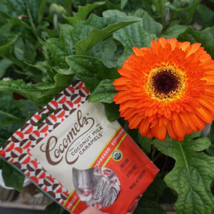 71RNgdChaTL._SL1200_ 71RNgdChaTL._SL1200_