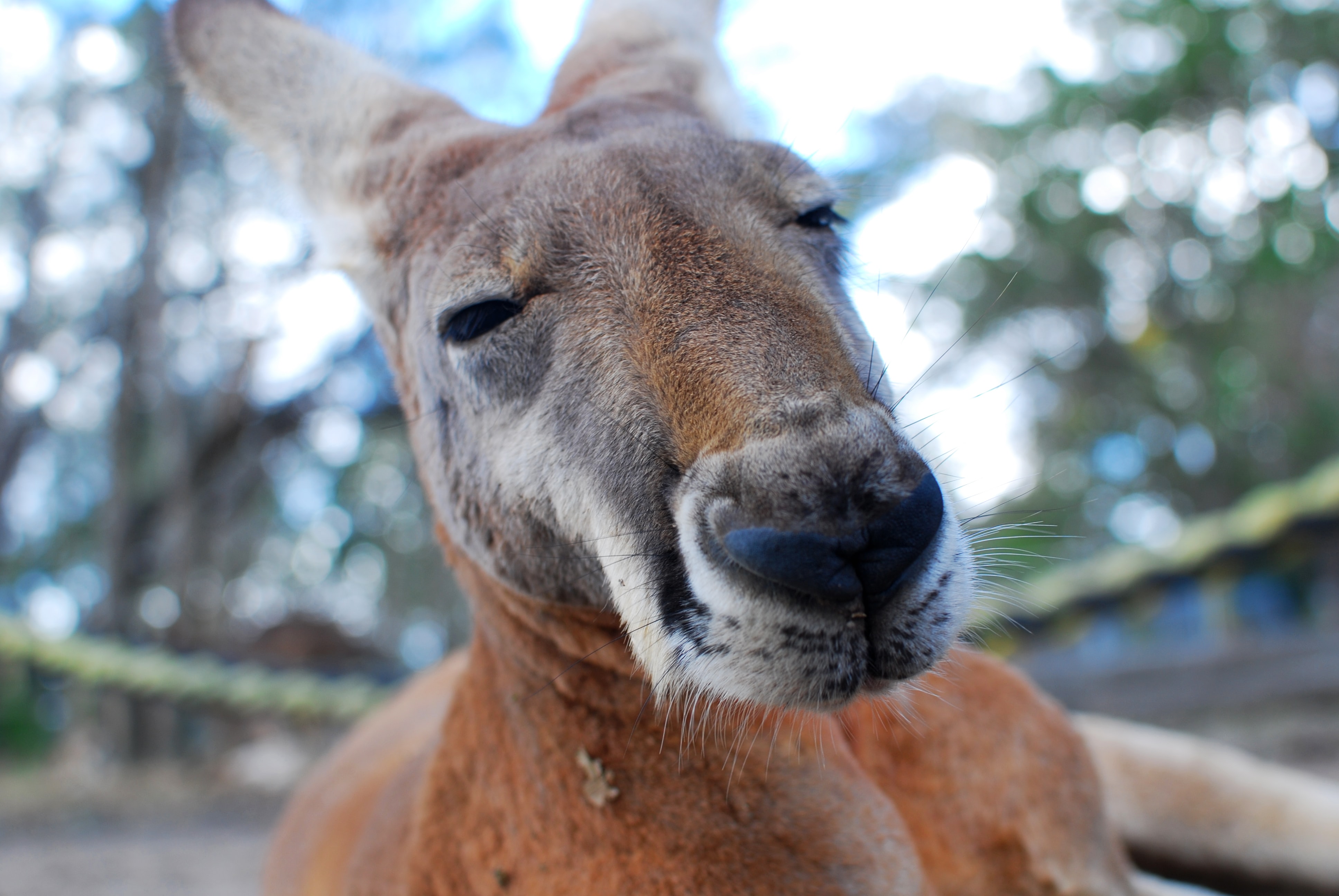 The face of a Kangaroo
